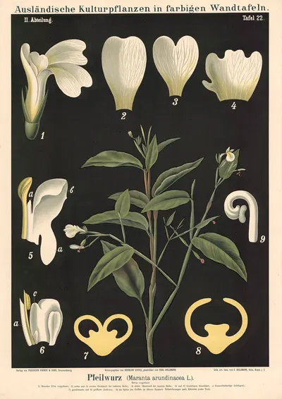 Pfeilwurz (Maranta arundinacea L. ) by Carl Bollmann, 1880 — digital art print download