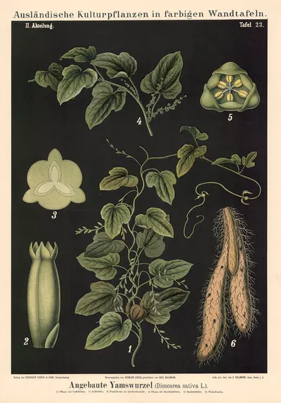 Angebaute Yamswurzel (Dioscorea sativa L.) by Carl Bollmann, 1880 — digital art print download