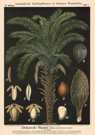 Afrikanische Ölpalme (Elaeis guineensis Linné) by Carl Bollmann, 1880 — digital art print download