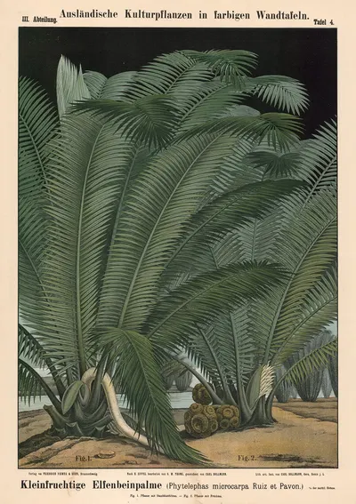 Kleinfrüchtige Elfenbeinpalme (Phytelephas microcarpa Ruiz et Pavon.) by Carl Bollmann, 1880 — digital art print download