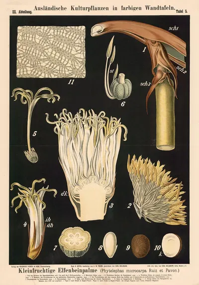 Kleinfrüchtige Elfenbeinpalme (Phytelephas microcarpa Ruiz et Pavon.) by Carl Bollmann, 1880 — digital art print download