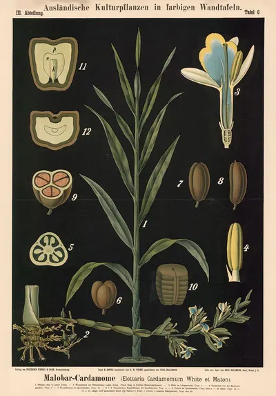 Malobar-Cardamome (Elettaria Cardamomum White et Maton) by Carl Bollmann, 1880 — digital art print download