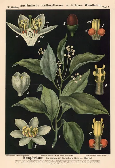 Kampferbaum (Cinnamomum Camphora Nees et Eberm.) by Carl Bollmann, 1880 — digital art print download