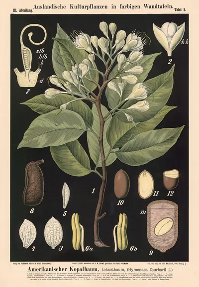 Amerikanischer Kopalbaum, Lokustbaum, (Hymenaea Cour-baril L.) by Carl Bollmann, 1880 — digital art print download