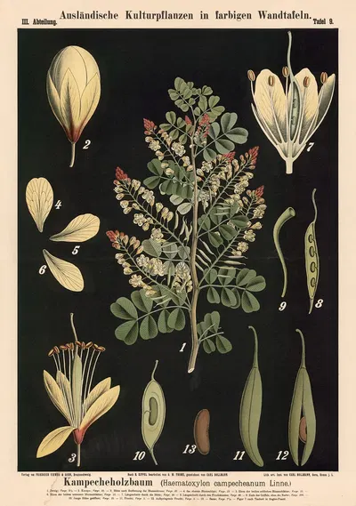 Kampecheholzbaum (Haematoxylon campecheanum Linne.) by Carl Bollmann, 1880 — digital art print download