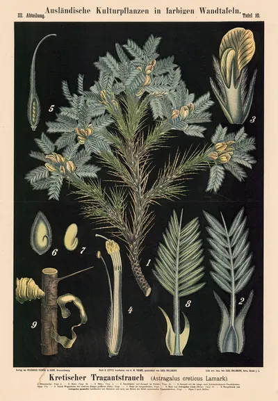 Kretischer Tragantstrauch (Astragalus creticus Lamark) by Carl Bollmann, 1880 — digital art print download