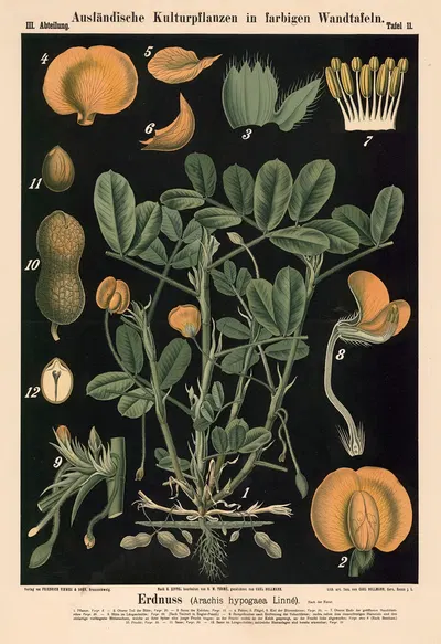 Erdnuss (Arachis hypogaea Linné.) by Carl Bollmann, 1880 — digital art print download