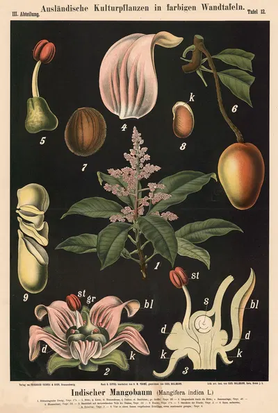 Indischer Mangobaum (Mangifera indica L.). by Carl Bollmann, 1880 — digital art print download