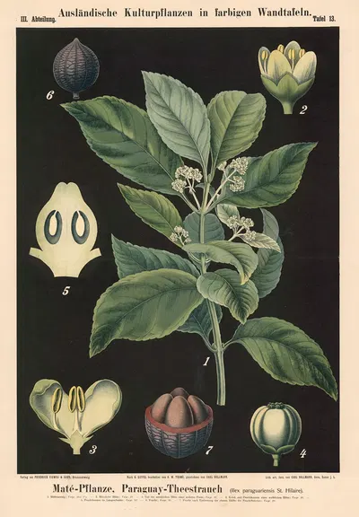 Maté-Pflanze, Paraguay-Theestrauch (Ilex paraguariensis St. Hilaire) by Carl Bollmann, 1880 — digital art print download
