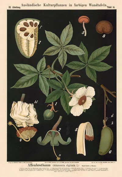 Affenbrotbaum (Adansonia digitata L.) Nach Curtis u. Hooker by Carl Bollmann, 1880 — digital art print download