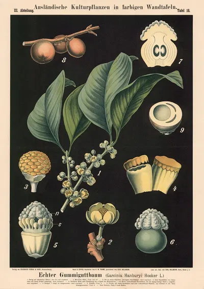 Echter Gummiguttbaum (Garcinia Hanburyi Hooker L.) by Carl Bollmann, 1880 — digital art print download