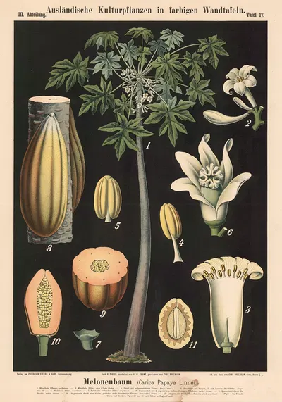 Melonenbaum (Carica Papaya Linné) by Carl Bollmann, 1880 — digital art print download