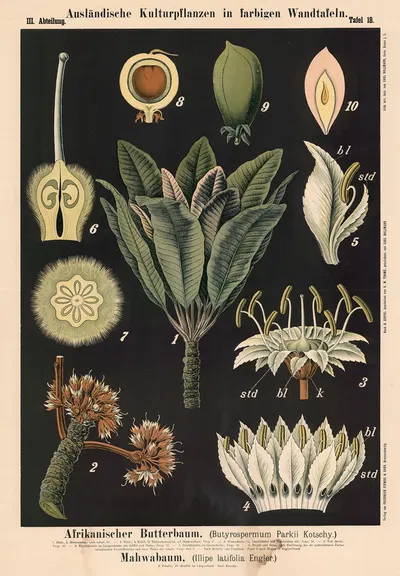Afrikanischer Butterbaum, (Butyrospermum Par-kii Kotschy). Mahwabaum (Illipe latifolia Engler) by Carl Bollmann, 1880 —…