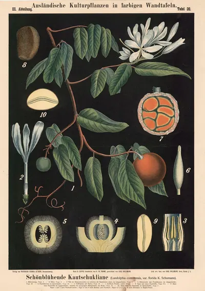 Schönblühende Kautschukliane (Landolphia comorensis, var. florida K. Schumann) by Carl Bollmann, 1880 — digital art print…