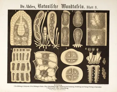 Botanische Wandtafeln Pl.3 by Wilhelm Elias von Ahles, 1873 — digital art print download