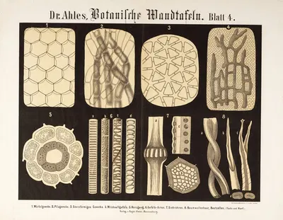Botanische Wandtafeln Pl.4 by Wilhelm Elias von Ahles, 1873 — digital art print download