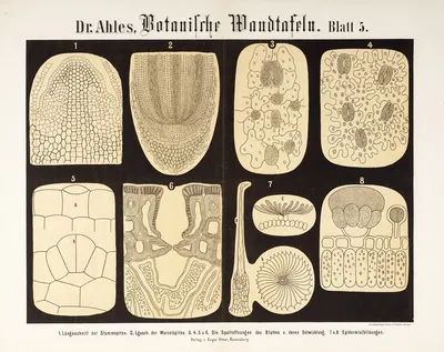 Botanische Wandtafeln Pl.5 by Wilhelm Elias von Ahles, 1873 — digital art print download