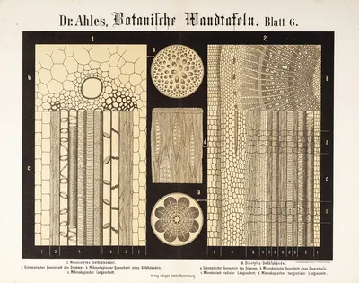Botanische Wandtafeln Pl.6 by Wilhelm Elias von Ahles, 1873 — digital art print download