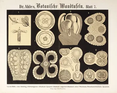 Botanische Wandtafeln Pl.7 by Wilhelm Elias von Ahles, 1873 — digital art print download