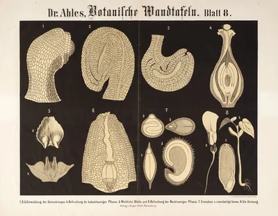 Botanische Wandtafeln Pl.8 by Wilhelm Elias von Ahles, 1873 — digital art print download