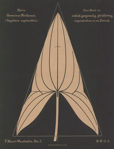 Gemeines Pfeilkraut (Sagittária sagittaefolia) by Ferdinand Moser, 1892 — digital art print download