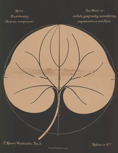 Haselwurz (Asarum europaeum) by Ferdinand Moser, 1892 — digital art print download
