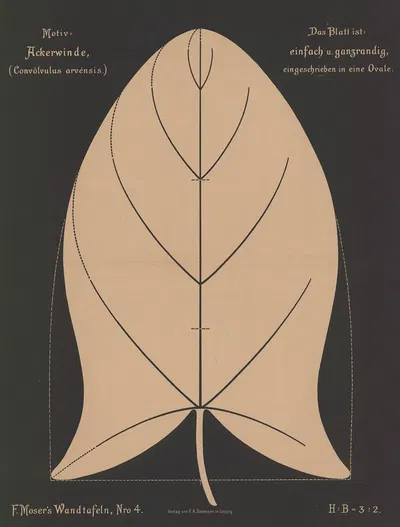 Ackerwinde (Convóvulus arvénsis) by Ferdinand Moser, 1892 — digital art print download