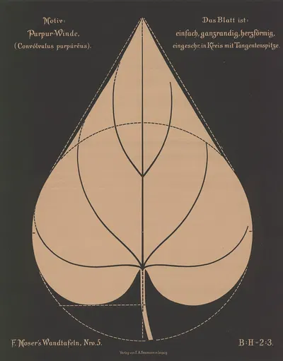 Purpur-Winde (Convólvulus purpúreus) by Ferdinand Moser, 1892 — digital art print download