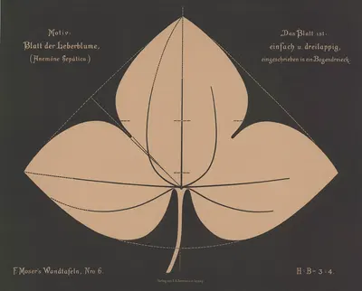 Blatt der Leberblume (Anemóne hepatica) by Ferdinand Moser, 1892 — digital art print download