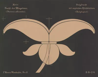 Frucht der Pfingstrose (Paeónia officinális) by Ferdinand Moser, 1892 — digital art print download