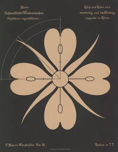 Schmallblättr. Weidenröschen (Epilóbium angustifólium) by Ferdinand Moser, 1892 — digital art print download