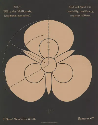 Blüte des Pfeilkrauts (Sagttária sagittaefólia) by Ferdinand Moser, 1892 — digital art print download