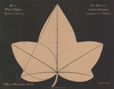 Wald-Epheu (Hédera helix) by Ferdinand Moser, 1892 — digital art print download