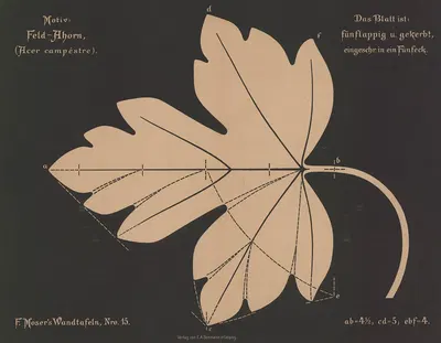 Feld-Ahorn (Acer campéstre) by Ferdinand Moser, 1892 — digital art print download