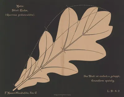 Stiel-Eiche (Quercus pedunculáta) by Ferdinand Moser, 1892 — digital art print download