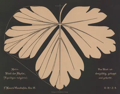 Blatt der Akelei (Aquilégia vulgáris) by Ferdinand Moser, 1892 — digital art print download