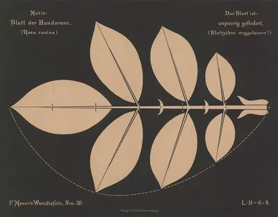 Blatt der Hundsrose (Rosa canina) by Ferdinand Moser, 1892 — digital art print download