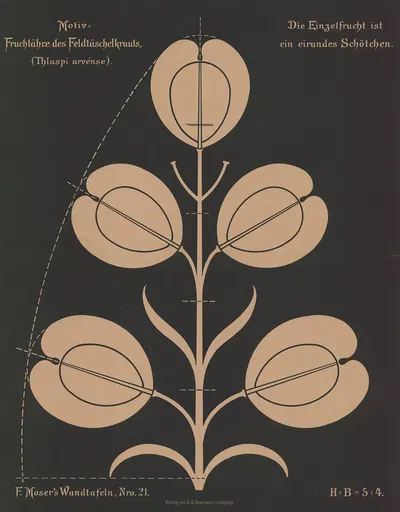 Fruchttähre des Feldtäschelkrauts (Thlaspi arvénse) by Ferdinand Moser, 1892 — digital art print download