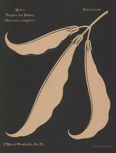 Frúchte der Bohne (Phaséolus vulgáris) by Ferdinand Moser, 1892 — digital art print download