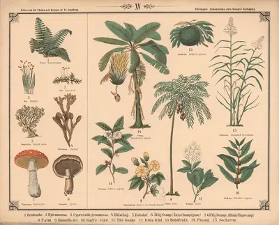 Blomster, urter, svampe og træer by Фредрик Сандберг, 1875 — digital art print download