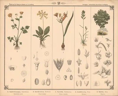 Planter og træ by Фредрик Сандберг, 1875 — digital art print download