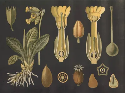 Cowslip (Primula veris) by Gottlieb von Koch, 1909 — digital art print download