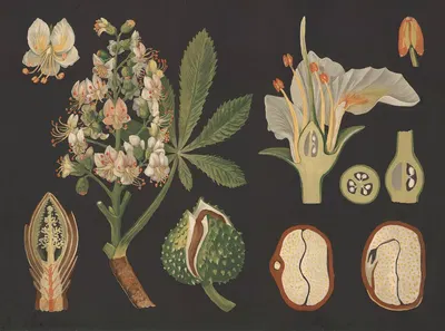 Horse chestnut (Aesculus hippocastanum) by Gottlieb von Koch, 1909 — digital art print download