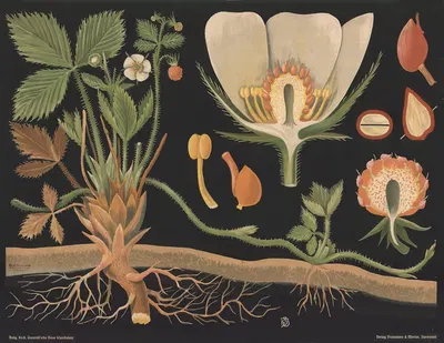 Wild strawberry (Fragaria vesca) by Gottlieb von Koch, 1909 — digital art print download