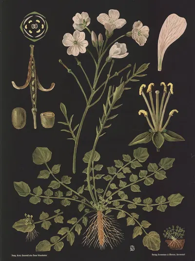 Cuckoo Flower (Cardamine pratensis) by Gottlieb von Koch, 1909 — digital art print download