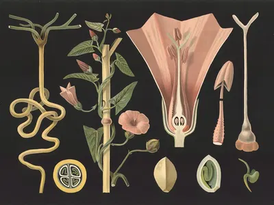 Field bindweed (Convolvulus arvensis) by Gottlieb von Koch, 1909 — digital art print download