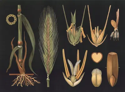 Rye (Secale cereale) by Gottlieb von Koch, 1909 — digital art print download