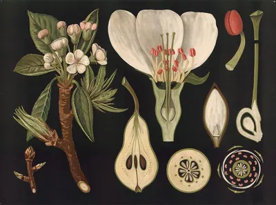 Pear (Pyrus communis) by Gottlieb von Koch, 1909 — digital art print download