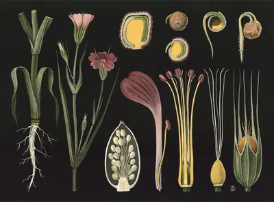 Corncockle (Agrostemma githago) by Gottlieb von Koch, 1909 — digital art print download