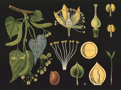 Linden (Tilia parvifolia) by Gottlieb von Koch, 1909 — digital art print download